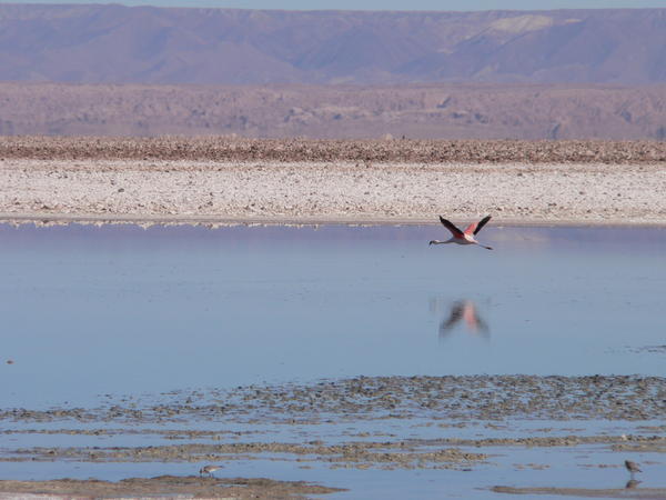 Flamingo Country