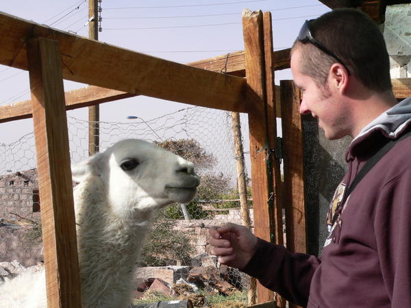 Pete finds a Llama his size...
