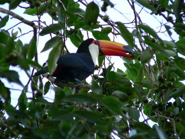 Toucan at the camp