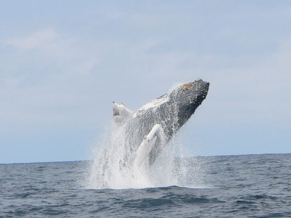 A male humpback showing off to 2 females