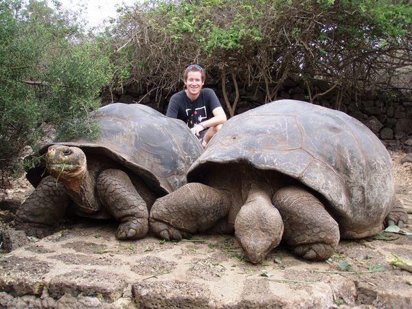 The Giant Tortoises are huge...