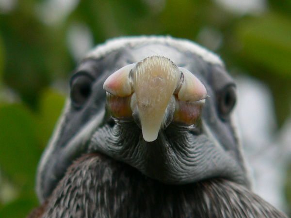 Up close and personal with a Brown Pelican