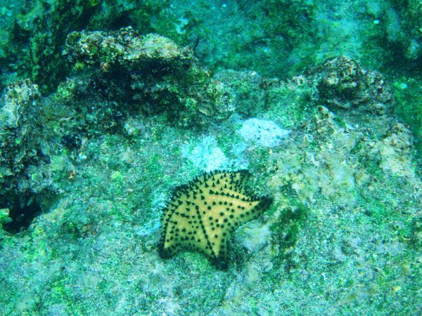 Colourful and Wierd Starfish