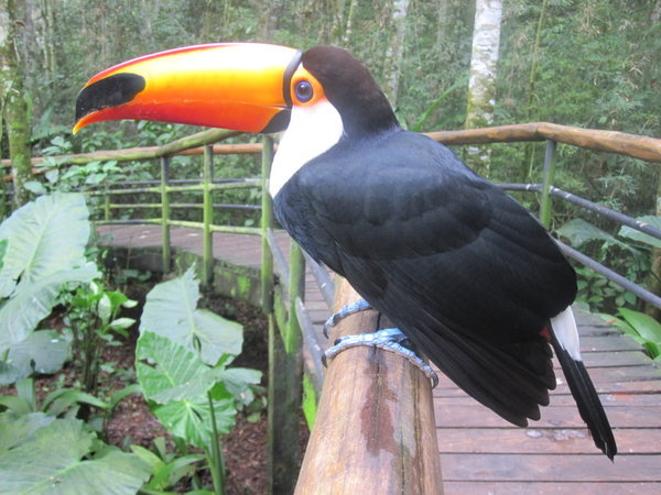 Foz Tropicana Bird Park