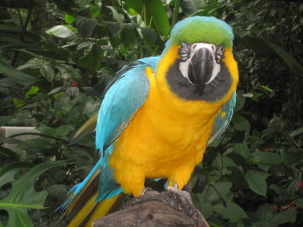 Foz Tropicana Bird Park