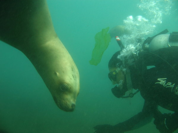 Scuba Diving with Sea Lions