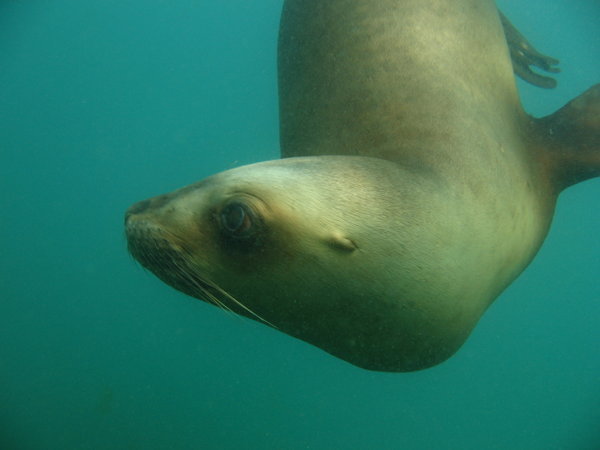 Scuba Diving with Sea Lions