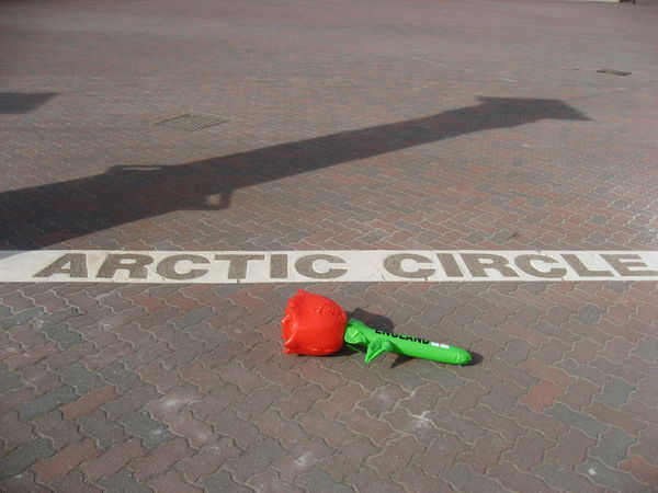 Artic Circle Rose