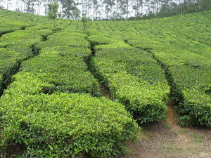 Tea Plantations in Munar