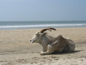 Beach Cow...