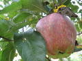 Apple Orchards in Manali