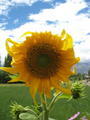 Sun Flower in Leh