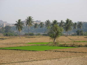 Rice Fields Forever