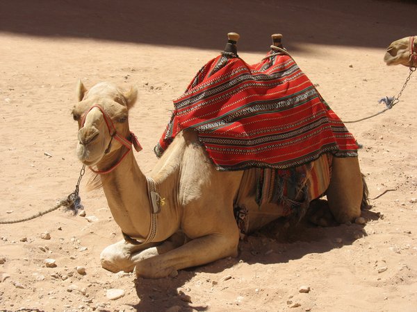 Petra's Camel