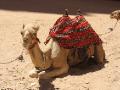 Petra's Camel