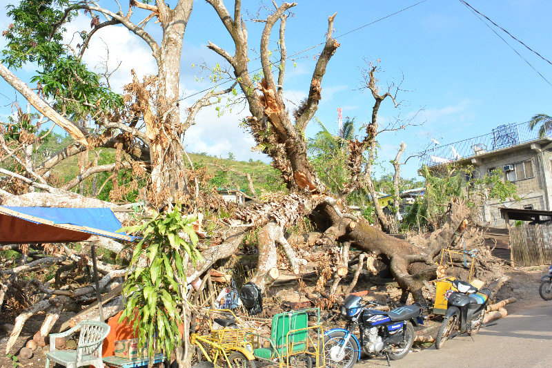 Trees damaged during the typhoon