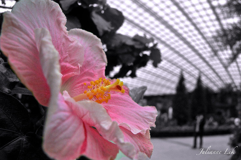 Gardens by the Bay - Huge Hibiscus