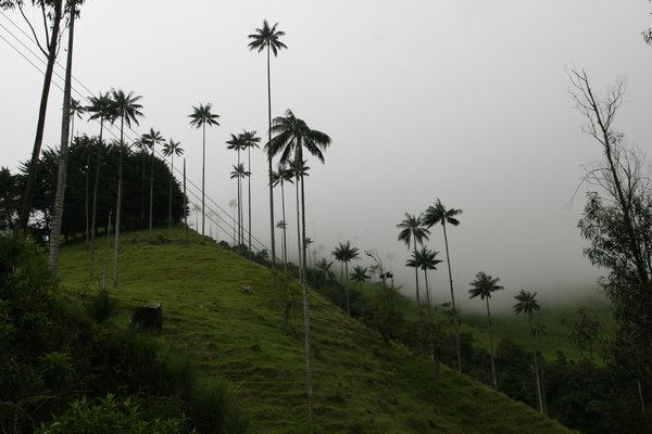 Valle de Cocora - wax palms