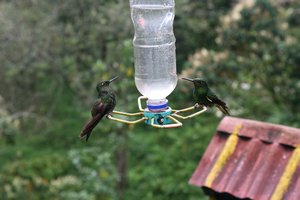 Valle de Cocora - hummingbird