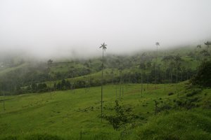 Valle de Cocora - wax palms