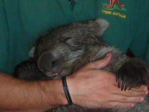 Holly the Wombat..