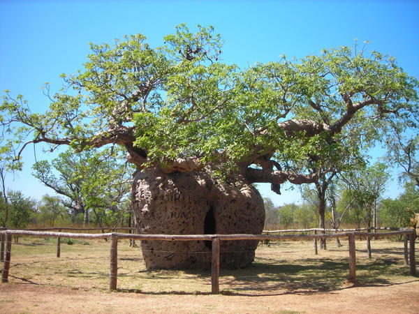 Boab prison tree