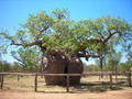 Boab prison tree
