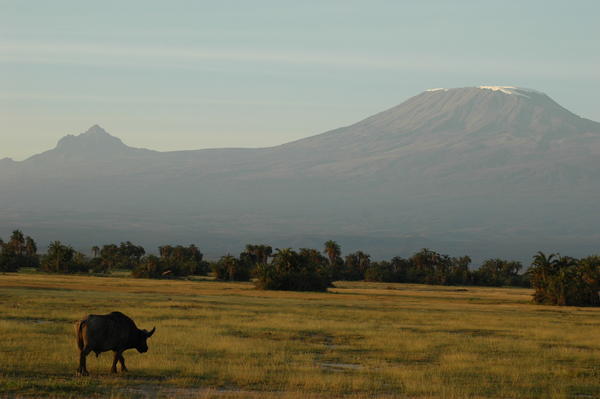 Buffalo, Amboseli NP