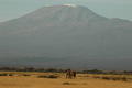Elephant in front of Mt. Kilimanjaro