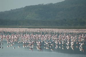 Lake Nakuru NP