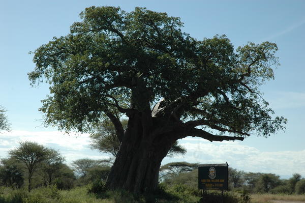 Baobab, Tarangire NP