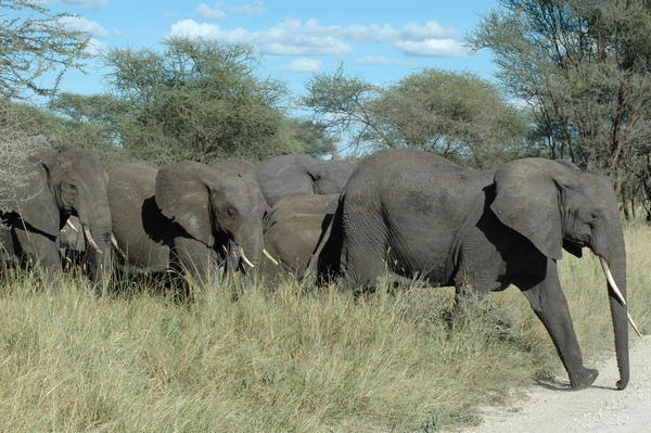 Group of Elephants crossing the road, Tarangire NP