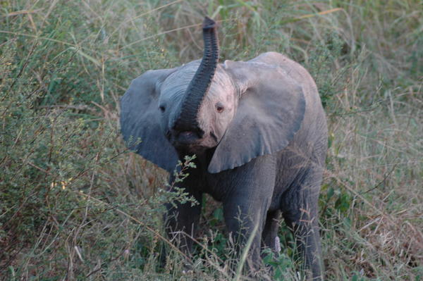Happy little Elephant, Tarangire NP