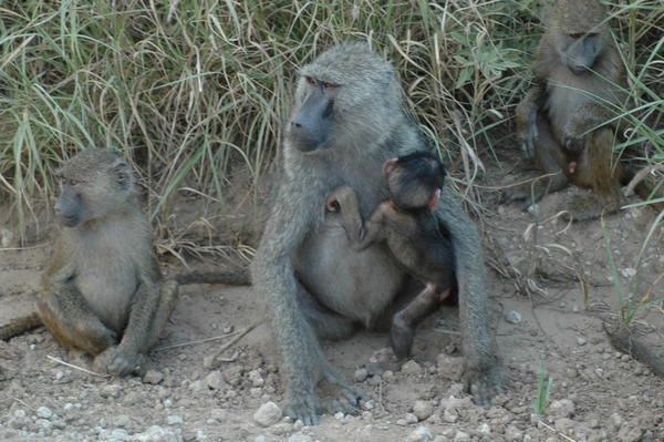 Baboons, Tarangire NP