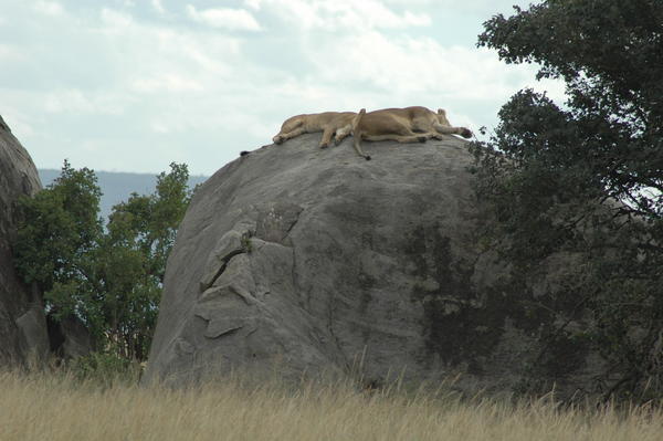Lions, Serengeti NP