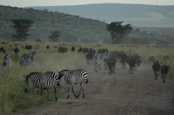 Migration, Serengeti NP