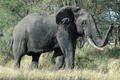 Elephant, Tarangire NP