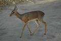 Dik-Dik antilope, Tarangire NP