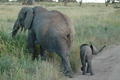 Elephants, Tarangire NP