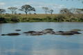 Hippo pool, Serengeti NP