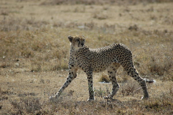 Cheetah on the road