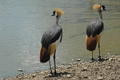 Crown cranes