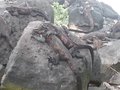 Galapagos Iguanas Best Buddies