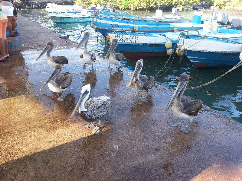 Local Scavengers - Brown Pelicans
