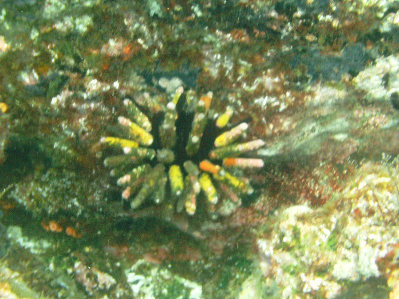 Sea Pencil Urchin