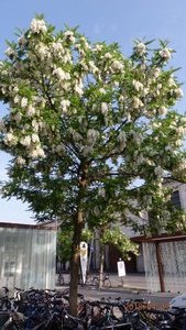 A beautiful blossoming tree next to Verona train station