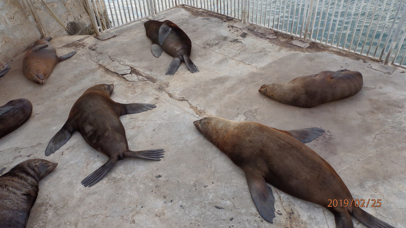 Sleepy Seals