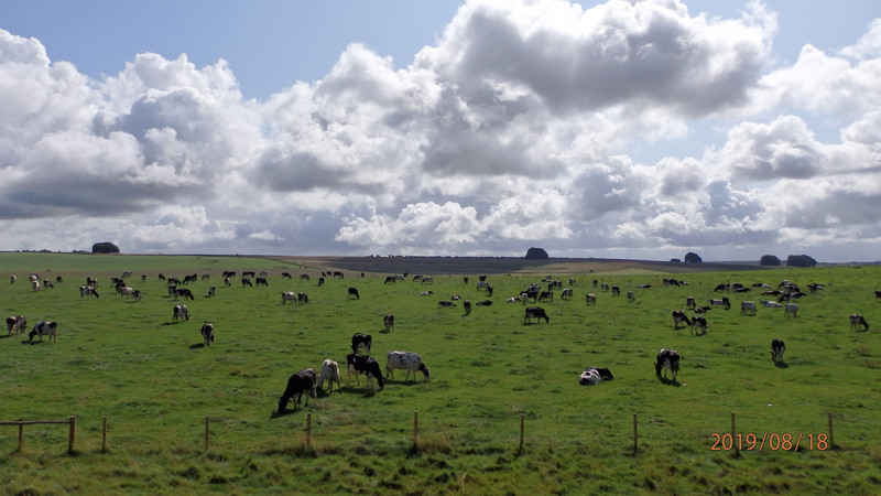 Sheep grazing leisurely