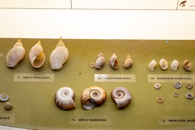 Shells in City museum