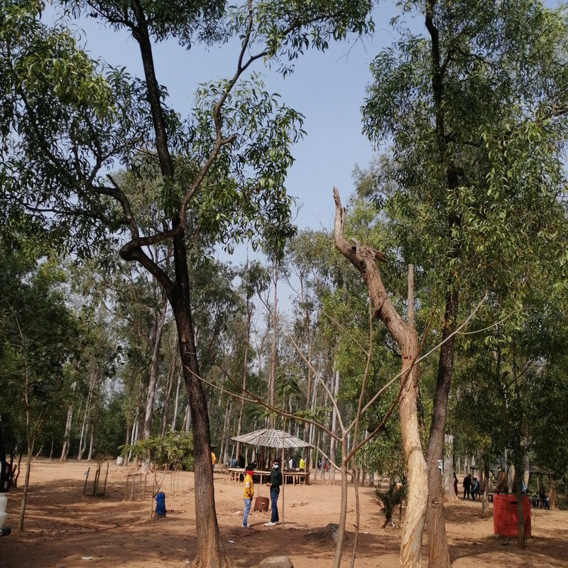 Shonajhuri forest